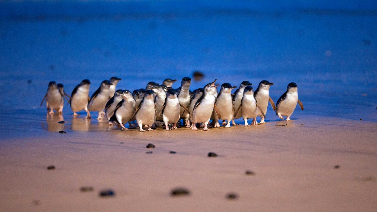 A group of little penguins with slate-blue backs and white bellies waddles across wet sand at dusk. The birds are clustered together as they cross the beach, with the ocean visible in blue tones behind them.