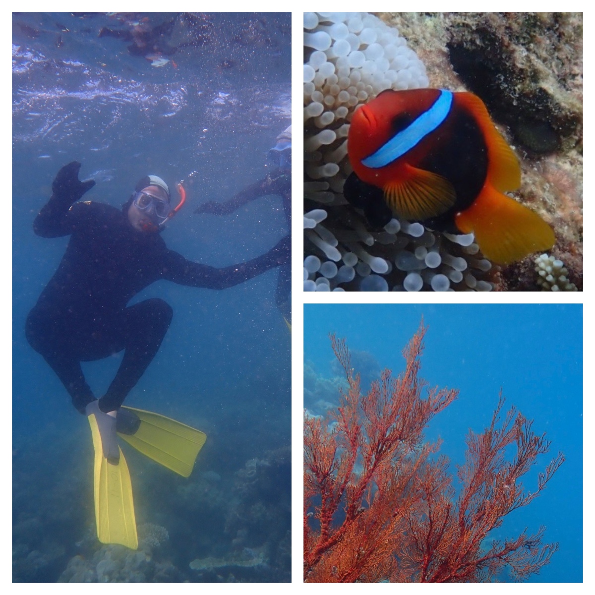 A three-photo collage shows a snorkeler in a wetsuit and yellow fins underwater, a red and orange anemonefish with a blue stripe nestled in a bubble-tip anemone, and a branching red sea fan coral. All three images were taken on the Great Barrier Reef in clear blue water.