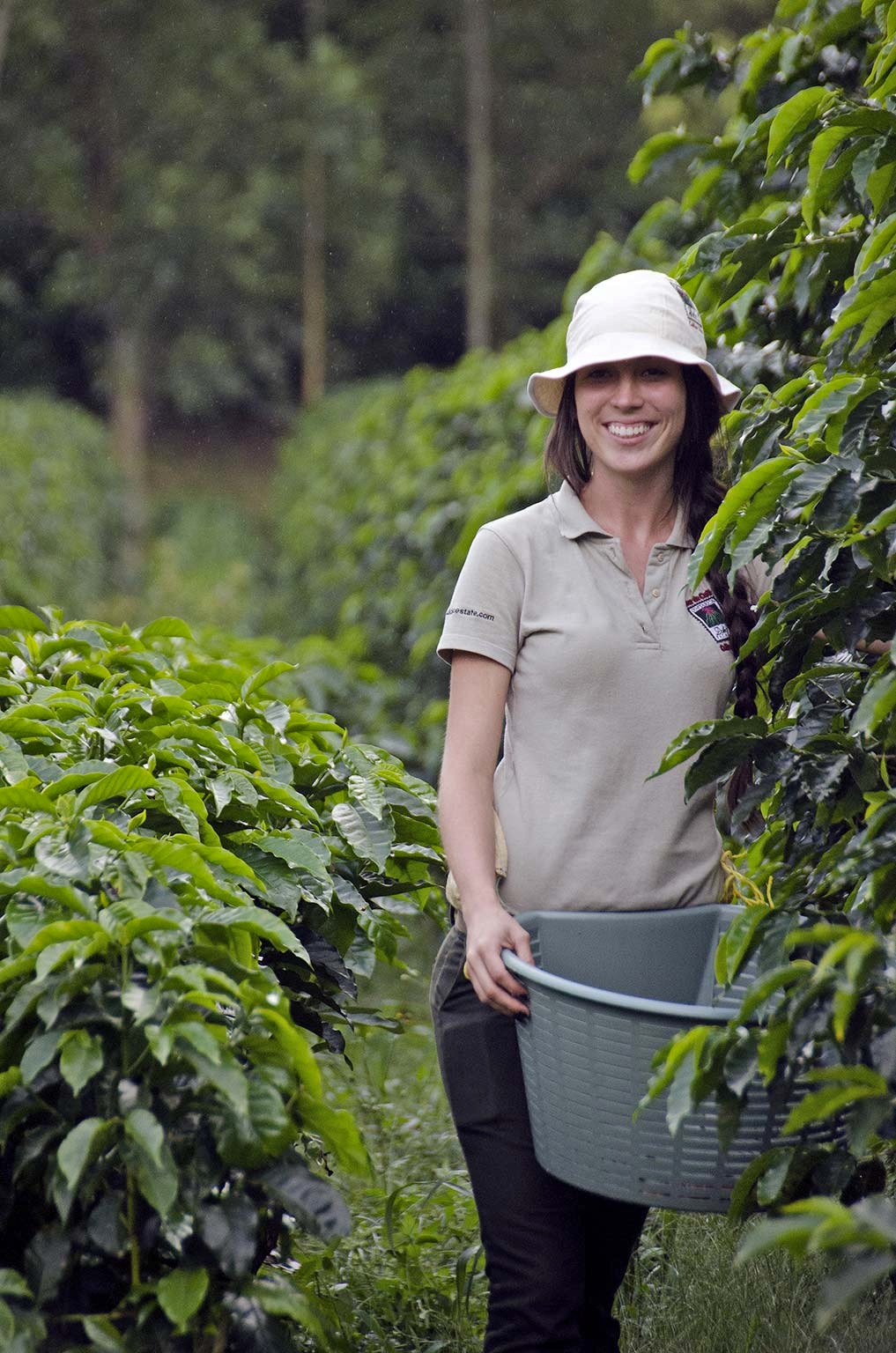 A smiling woman in a white bucket hat, beige polo shirt, and dark pants stands between rows of leafy green coffee plants, holding a gray plastic basket at her waist. Behind her, more rows of shrubs and tall trees fade into a soft-focus green background.