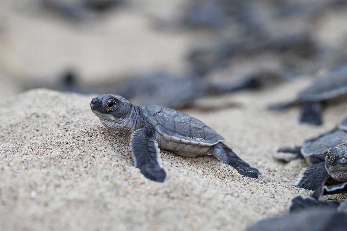 A baby sea turtle with a dark gray shell and flippers crawls across coarse, light-colored sand, shown in sharp focus with sand grains clinging to its body. Several more hatchlings appear out of focus in the background and along the right edge of the frame.