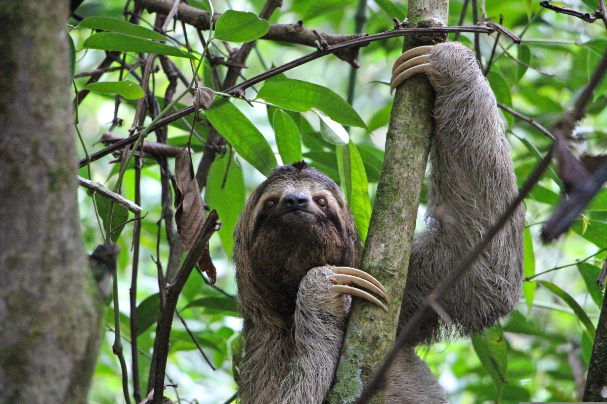 A shaggy, gray-brown sloth clings to a slender, moss-covered tree trunk with long curved claws, its dark-masked face turned toward the camera. Green leaves and thin branches surround it, with a blurred forest canopy in the background.