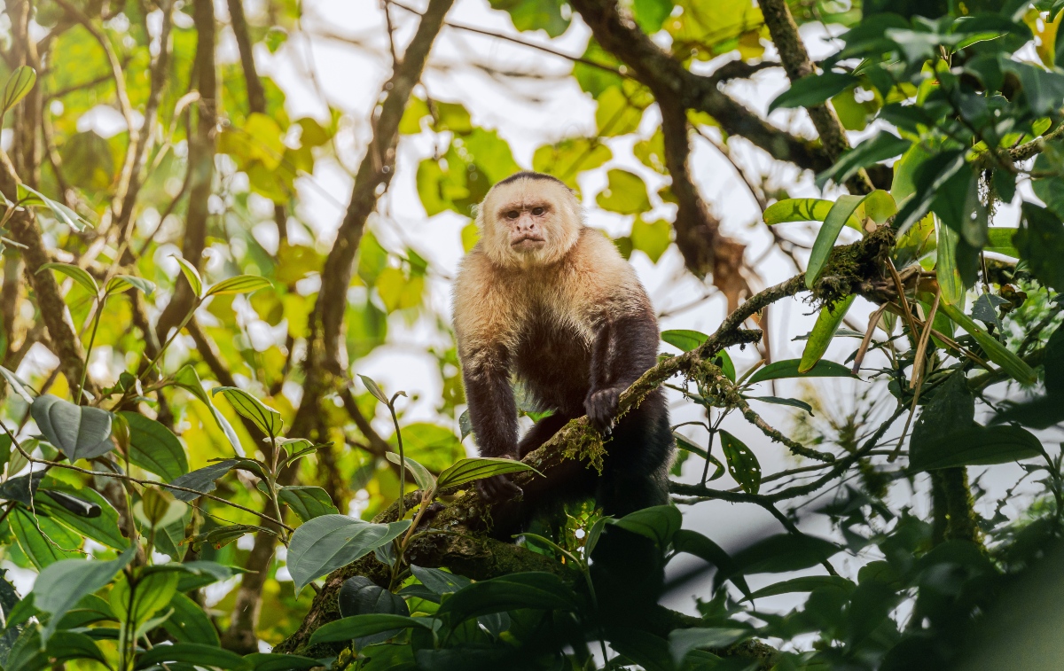 A white-faced capuchin monkey stands on a tree branch surrounded by dense rainforest foliage. Sunlight filters through the leaves, illuminating the monkey and the lush green canopy around it.