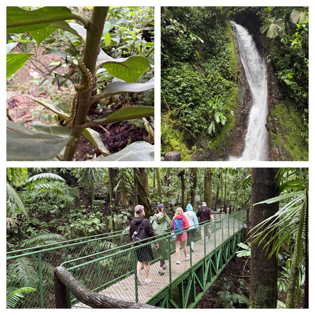 A three-panel collage from a rainforest walk shows a small tan-and-brown snake coiled around a slender plant stem and a narrow waterfall dropping down a moss-covered rock face. The bottom panel shows six people in jackets walking single file across a green metal footbridge surrounded by ferns, palms, and tall trees.