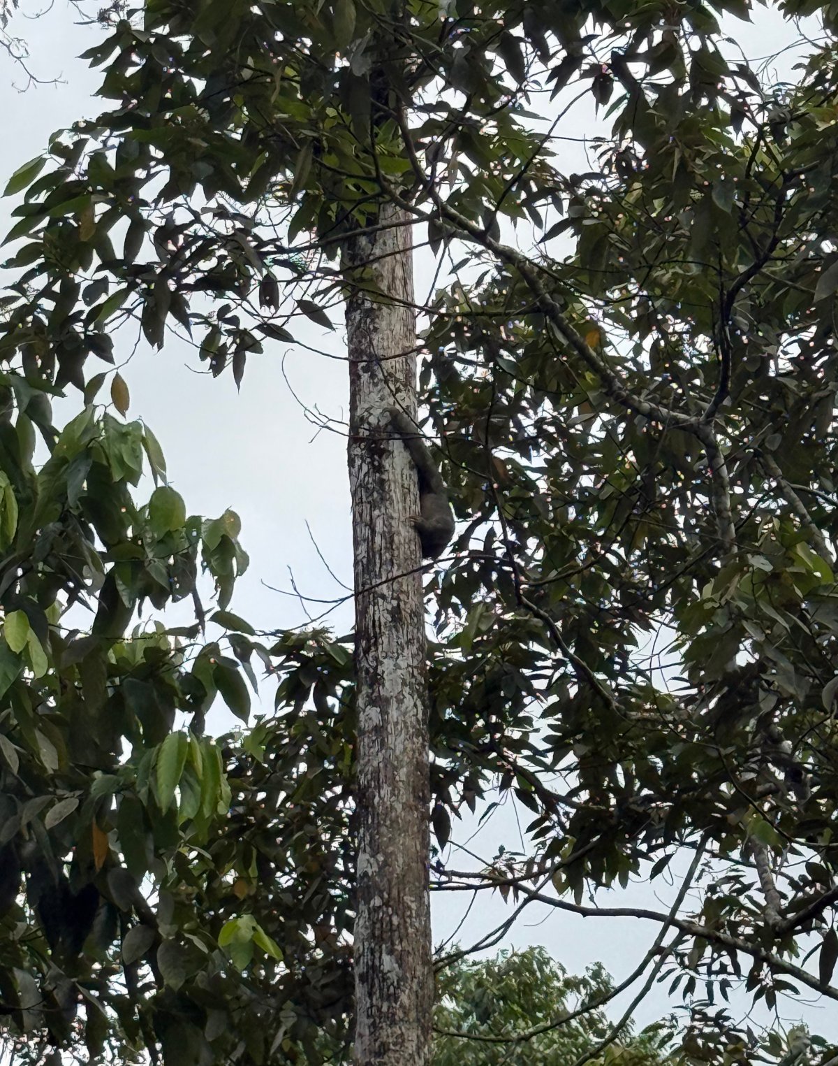 A sloth clings to the side of a tall, pale tree trunk high in the canopy, partly obscured by surrounding leaves and branches. The photo is taken looking upward, with dark green foliage framing a bright overcast sky.