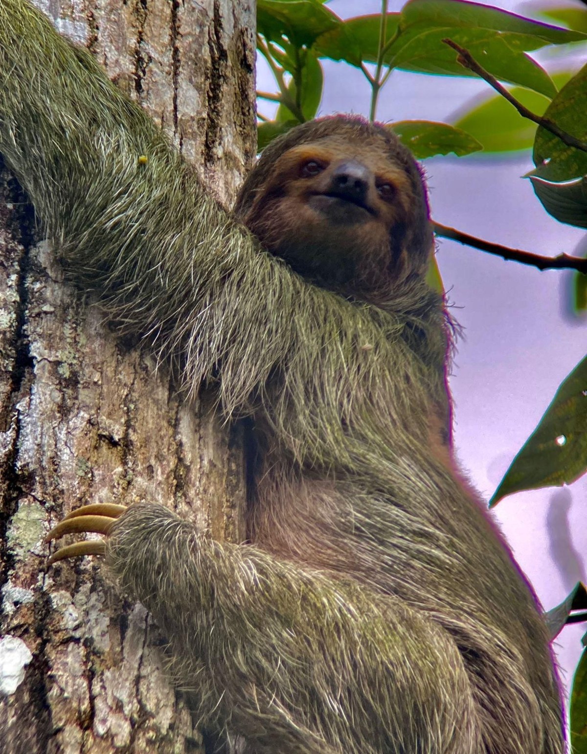 A close-up of a three-toed sloth gripping a tree trunk with long curved claws, its face turned toward the camera. Its shaggy gray-green fur and dark facial markings are visible in detail, with green leaves and pale sky behind.