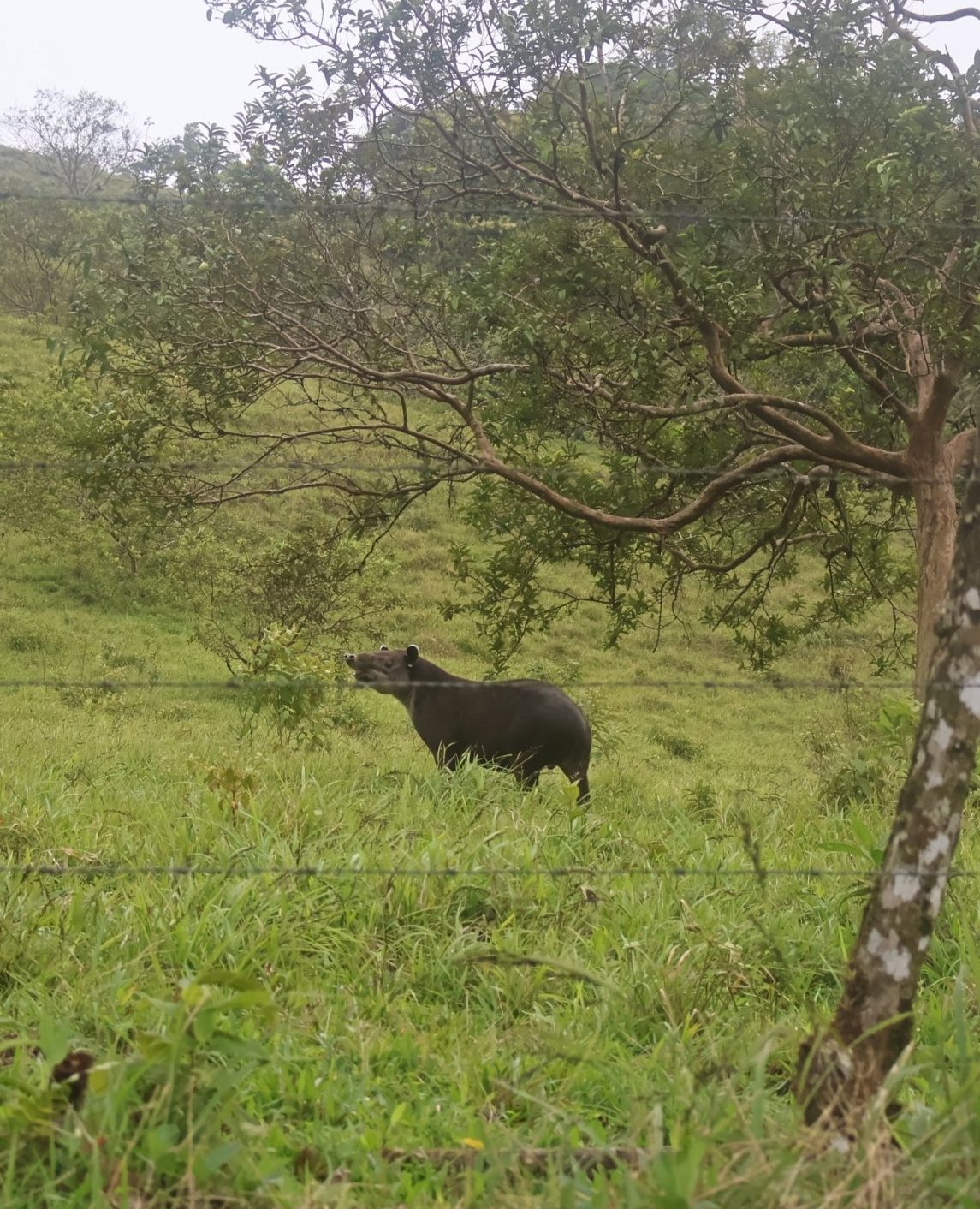 A Baird's tapir stands in tall green grass, lifting its snout toward the low branches of a small tree. Strands of wire fencing cross the foreground, with a grassy hillside and pale overcast sky behind.