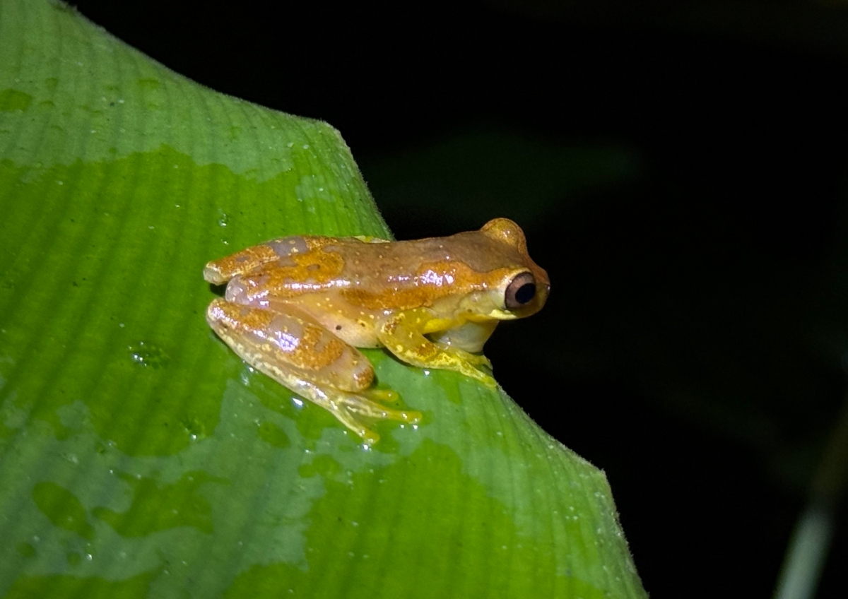 A small golden-brown tree frog with darker orange markings rests on a broad green leaf, photographed at night against a black background. Beads of water are visible on the leaf surface and on the frog's back, and its dark eye and pale yellow legs are clearly lit.