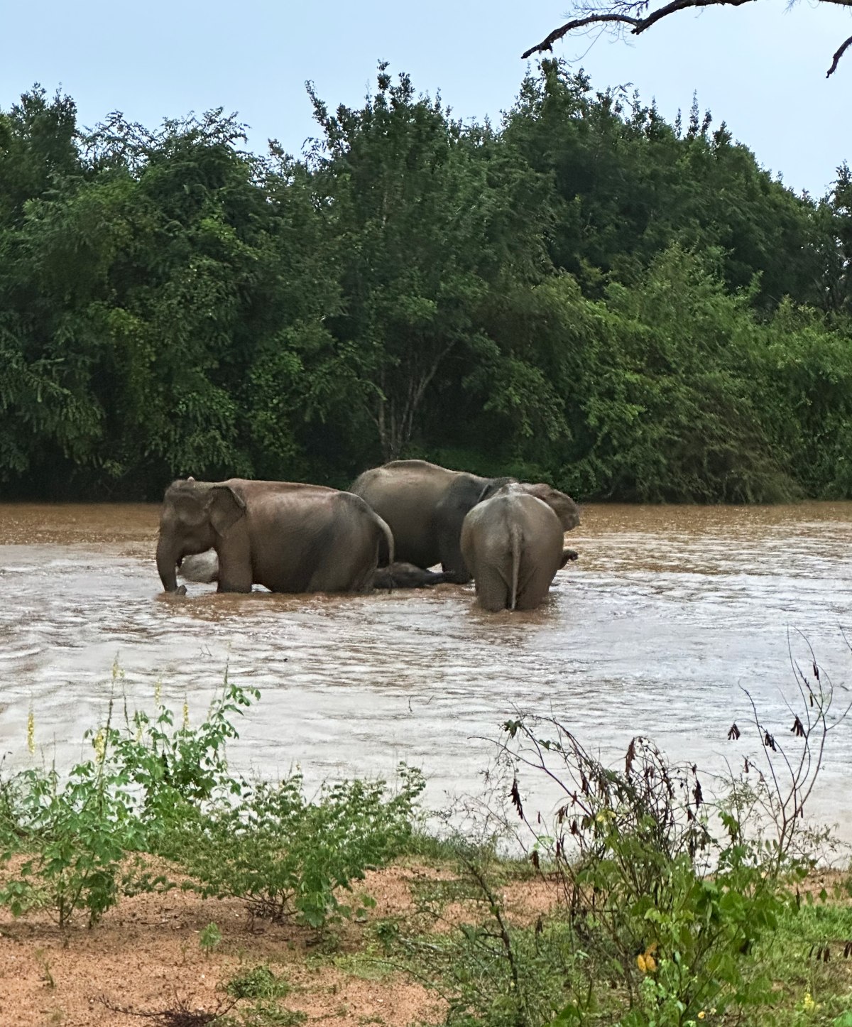 Three wild elephants stand in a muddy brown river, partially submerged, with a smaller elephant just visible in the water between them. A dense wall of green forest lines the far bank, and low scrub and sandy ground frame the near shore in the foreground.
