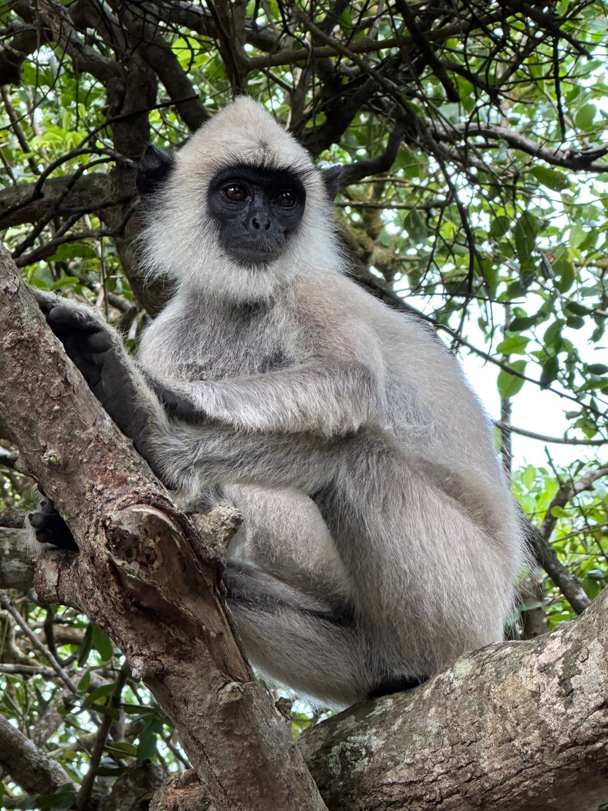 A gray langur monkey sits in the fork of a tree branch, its pale silver-gray fur contrasting with a black face, hands, and ears. It rests one hand on a nearby limb and looks directly toward the camera, framed by green foliage and thin bare branches.