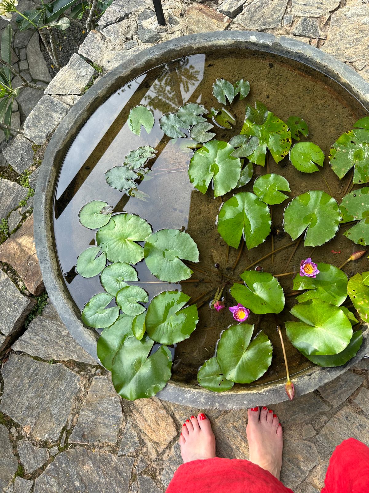 Looking down into a large round stone basin filled with water lilies, their green pads floating across the surface alongside two open magenta blooms and a closed pink bud. Bare feet with red-painted toenails and the hem of a red robe are visible at the bottom edge, standing on the irregular stone paving that surrounds the basin.