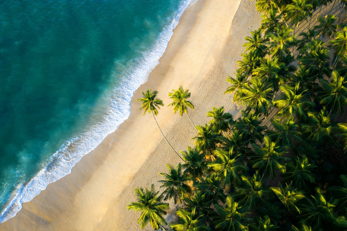 An aerial view looking straight down at a stretch of empty beach where turquoise surf breaks in white lines against pale golden sand. A dense grove of coconut palms fills the right half of the frame, with two leaning palms casting long shadows across the open sand.