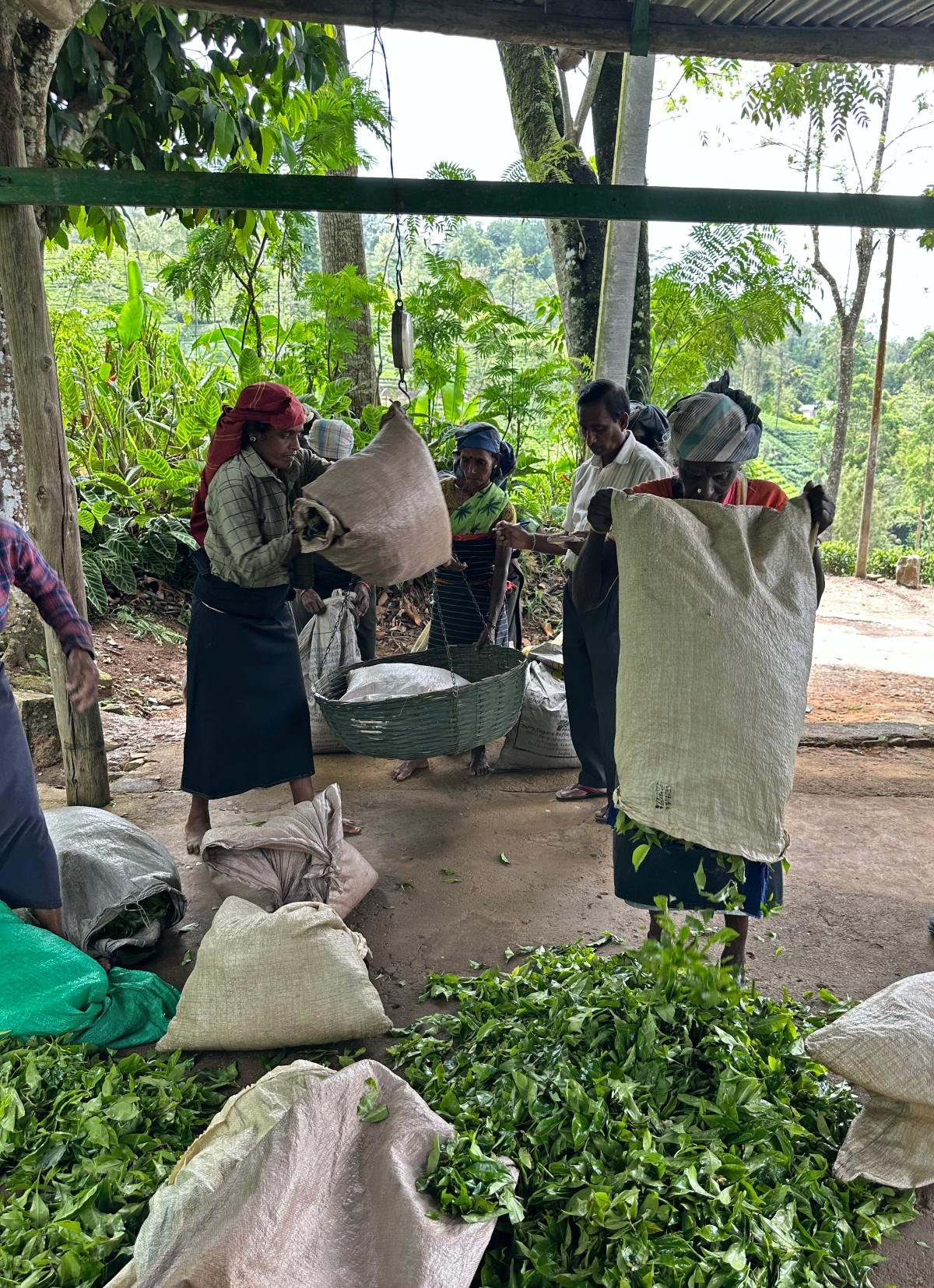 Tea pickers empty burlap sacks of freshly harvested tea leaves onto the floor of an open-sided collection shed, where a woven basket hangs from a scale for weighing. Piles of bright green leaves cover the ground in the foreground, with the surrounding hillside plantation and dense tropical foliage visible beyond the shed's posts.