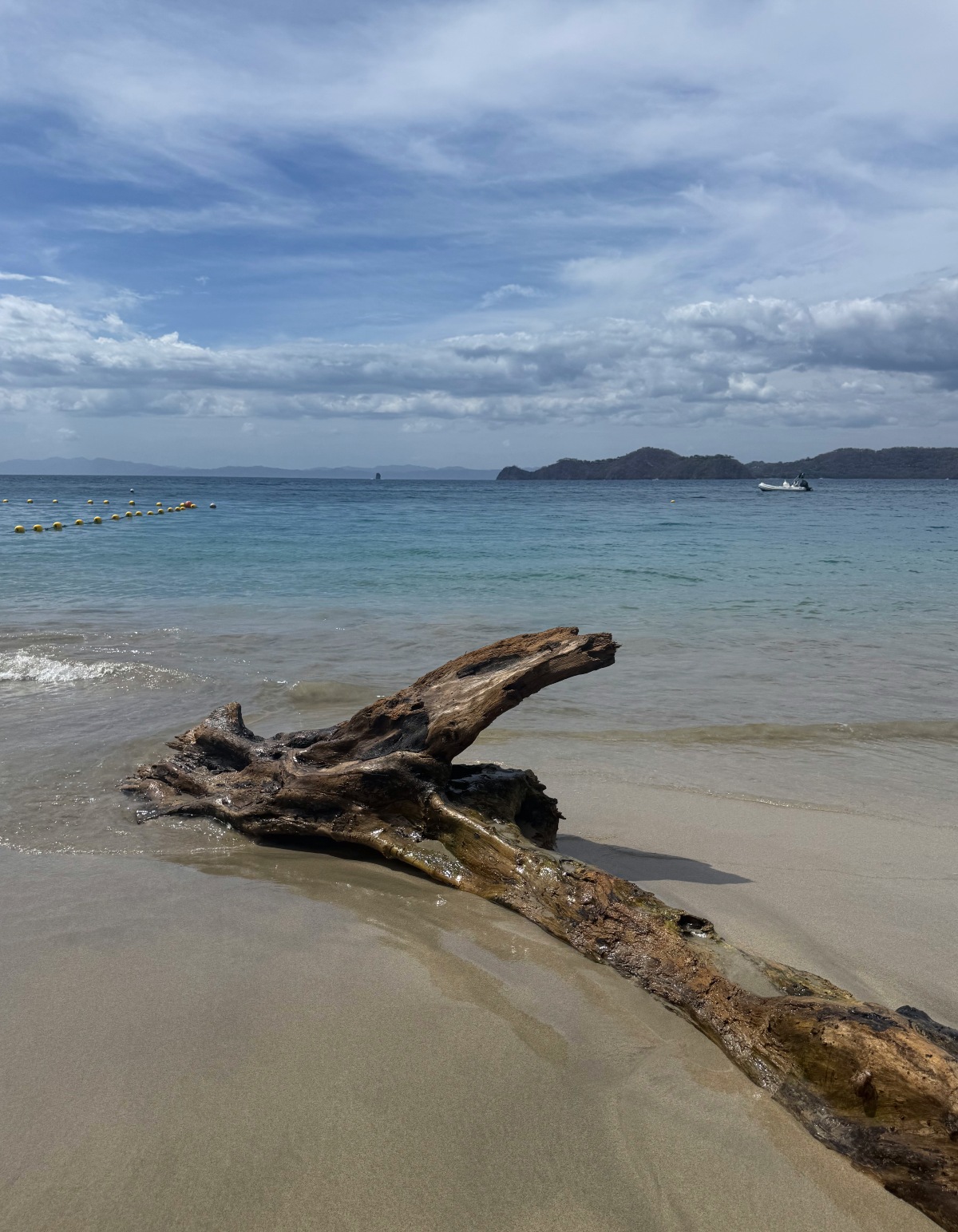 A large weathered piece of driftwood lies at the waterline on a tan sand beach, its roots partly submerged in shallow, clear water. Offshore, a line of yellow swim buoys stretches across the bay toward a small boat, with low green headlands on the horizon under a partly cloudy sky.