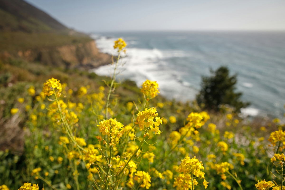 Yellow wildflowers bloom in sharp focus in the foreground of a coastal hillside, with waves breaking against a rocky shoreline visible in the blurred background. A rugged cliff and the open ocean stretch into the hazy distance under a pale sky.
