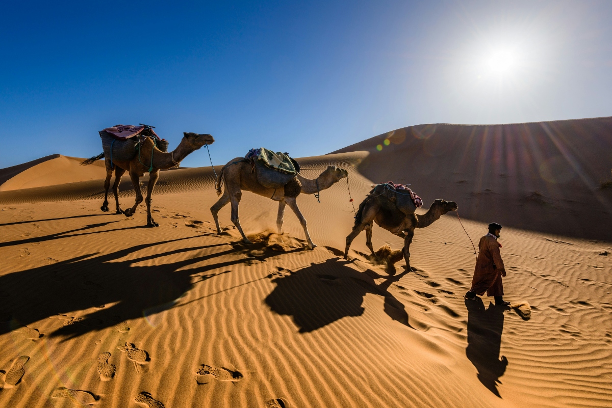 A man in traditional desert clothing leads three saddled camels across rippled sand dunes, casting long shadows in the low sunlight. The bright sun creates a lens flare in the clear blue sky above the golden Sahara landscape.