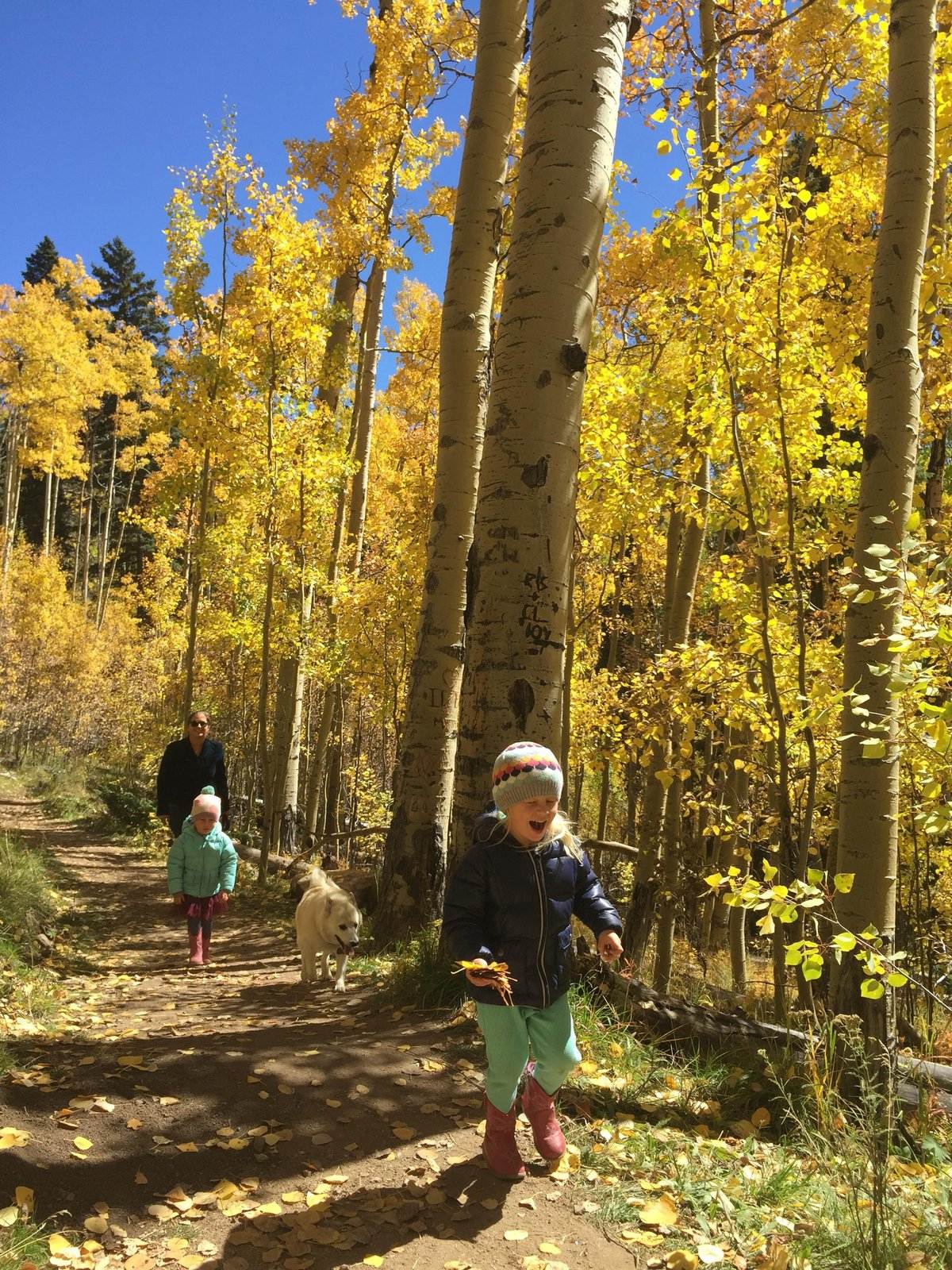 Two young children in winter hats and jackets walk down a dirt trail through a grove of aspen trees with golden autumn foliage, accompanied by a light-colored dog and a woman in sunglasses. The child in front, wearing pink boots and a mint green outfit, smiles and holds leaves while walking under a bright blue sky.