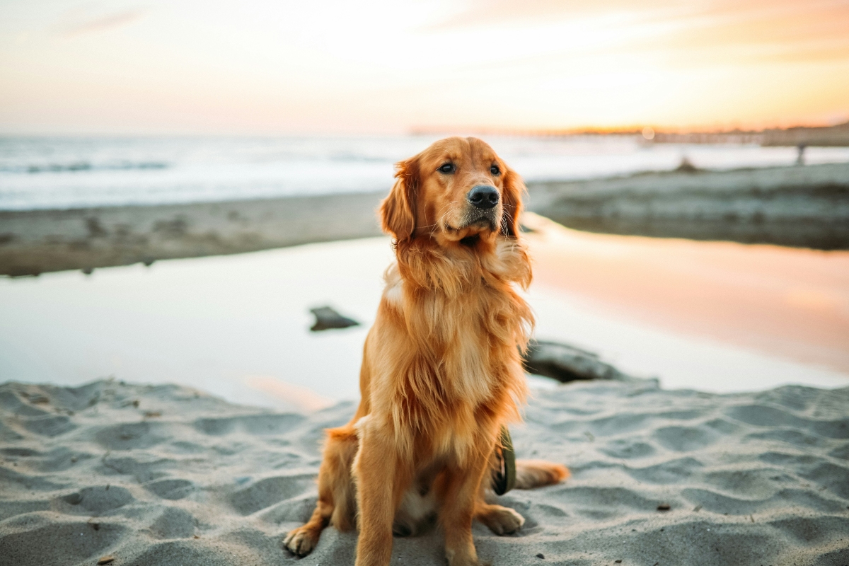 A golden retriever with a long reddish-gold coat sits on light gray sand, looking off to the side. Behind it, a shallow pool of water reflects the soft orange and pink sunset sky, with ocean waves and a distant pier blurred in the background.