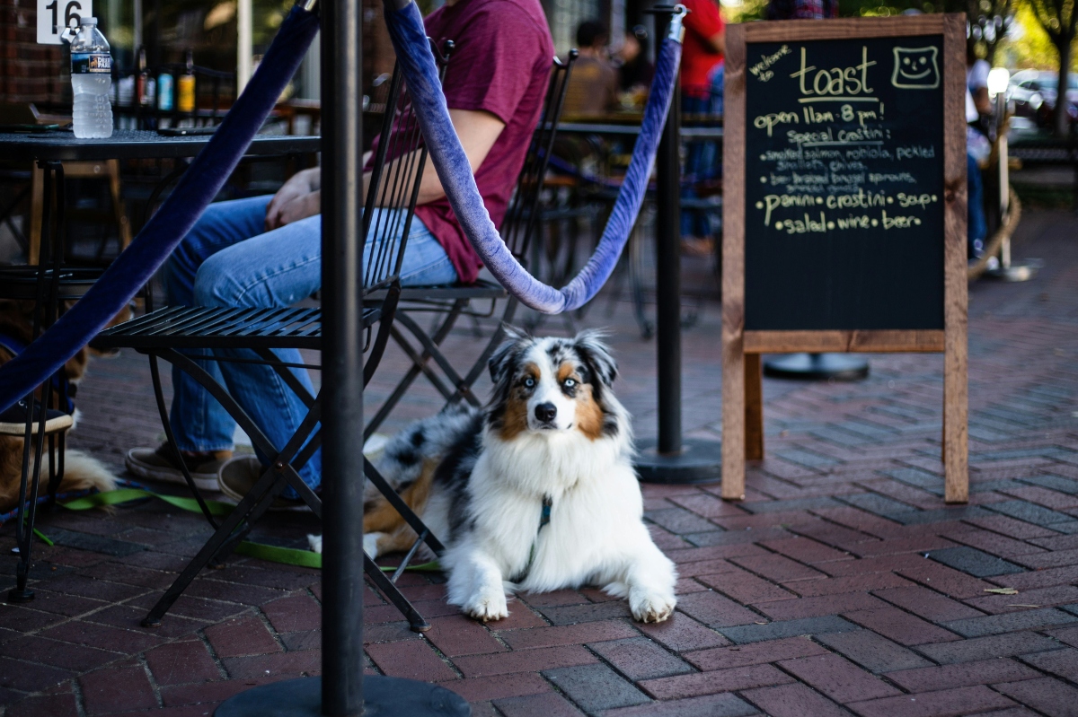 A blue merle Australian Shepherd with light blue eyes lies on a brick patio beside a black metal chair, where a person in jeans and a maroon shirt is seated. Velvet rope barriers line the outdoor dining area, and a wooden-framed chalkboard sign nearby lists the hours and menu for a café called Toast.