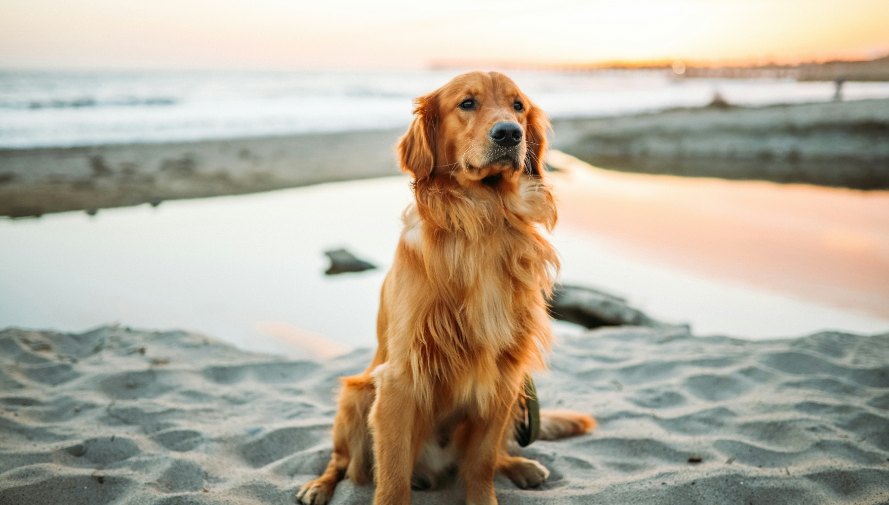 How to Plan a Dog-Friendly Luxury Family Vacation